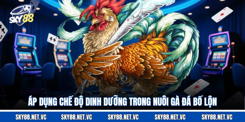Áp dụng chế độ dinh dưỡng trong nuôi gà đá bố lộn