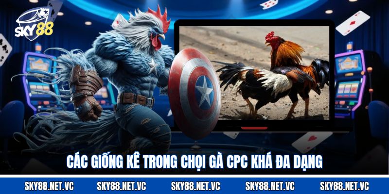 Các giống kê trong chọi gà CPC khá đa dạng