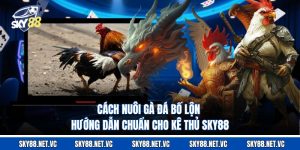 Cách Nuôi Gà Đá Bố Lộn